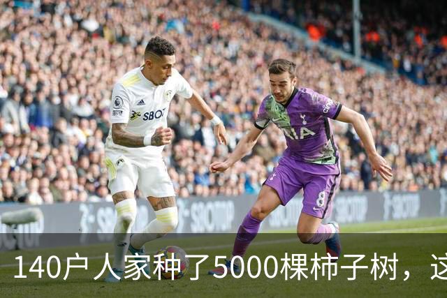 140户人家种了5000棵柿子树，这个浙江小村国庆6天来了8万人